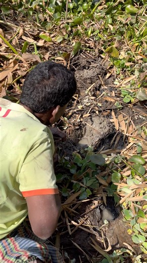 How to catch an eel from a hole?