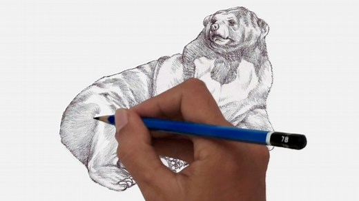 How to Draw a Sun Bear Step by step ... | DRAWING PENCIL