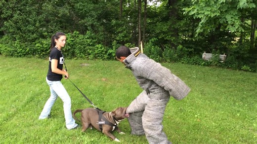 Pitbull Training for Self Defense | Dark Dynasty K9s