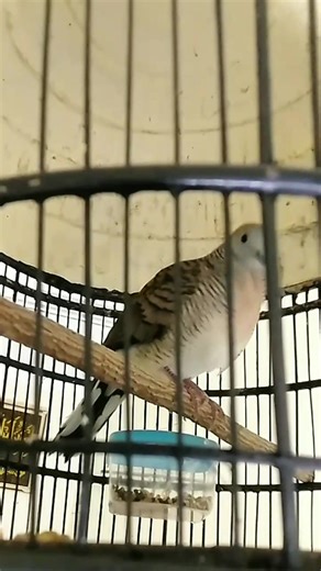 Bird Chirping Sound Compilation: Nature's Melodies