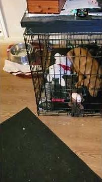 Crate training your Rhodesian Ridgeback Puppy