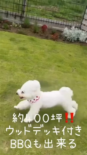 愛犬とのプライベート貸別荘 ドッグコテージ海の音 on Instagram: "ビションのミルヒチャン🐶とフェレットのセサミちゃんとラテちゃん🐶 @mon_amour_slm 様のご投稿をご紹介します👏 この度はドッグコテージ海の音をご利用頂き誠にありがとうございます🤲 ご宿泊いただいたコテージは『ひなた』棟です♡ ・・・・・・・・・・・・・・・・・・・・・・・・・・ ⁡ ワンコといけるホテルや旅館はあっても 本当にその他動物といけるところってなくて... 千葉で発見‼️海の音さん♡ そして最高すぎたᵕ̩̩_ᵕ❤️ ⁡ コテージは10棟ある中で 今回は『ひなた』にしました✨🥰 ⁡ お皿や鍋や調味料まで全部用意してくれてて、 BBQの道具も有料で用意してもらえるから、 近場のスーパーとかで貝とか買って夜はBBQ🍖🔥🍴 ⁡ プライベートドッグランも広すぎて ホンマにミルヒずーっと走ってた😆💕 べビーズにもリードつけて大冒険👍✨ ⁡ 少人数でもいいけど、 お風呂とかトイレとか2つづつあったから 間違いなく大人数でもおすすめ過ぎた🫶 ⁡ ・・・・・・・・・・・・・・・・