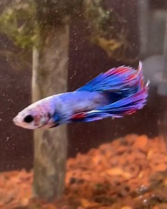 Quasi the fish had an amazing transformation after he was rescued! 🐠👏 | LADbible