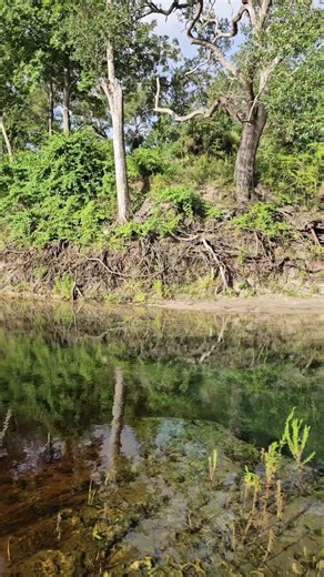 Sounds of Lafayette Blue Springs State Park