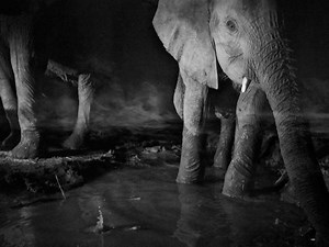 Michael Nichols (photographer) - Alchetron, the free social encyclopedia