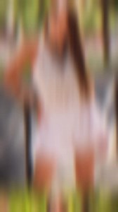 2K views · 68 reactions | REBAJAS Entra en nuestra web:...