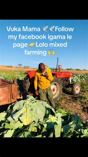 Embrace Farm Life with Lolo Mixed Farming