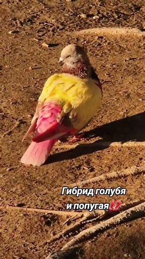 Unusual pigeons. A hybrid of a pigeon and a parrot.