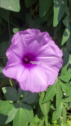 Ipomoea cairica or Ubi kates #ipomoea #ipomoeacairica #ubikates mile-a-minute vine