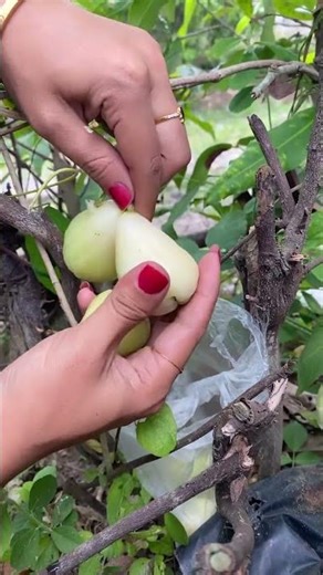 Petik Jambu Air Madu #jambumadu