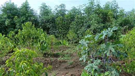 Sweet Success from organic honey land #World Bee Day 2025 Jimma, Ethiopia, May 20th, "Bee inspired by nature to nourish us all." | Ministry of Agriculture - Ethiopia