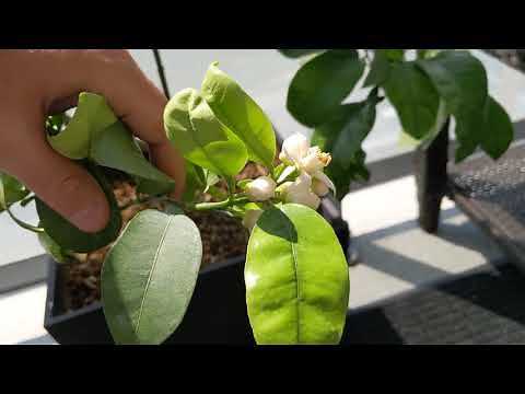 Growing a Grapefruit Tree in a Pot (Part 1)