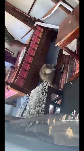 6.3K views · 22 reactions | In Mombasa Kenya, a man thought he had found a beautiful woman in the middle of the night — but it’s said that at midnight, the “beauty” turned into a baboon while he was in the middle of making love 藍藍藍藍 | Celebrity News | Facebook