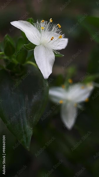 Vertical closeup of Tradescantia fluminensis flowers moved by a gentle breeze.