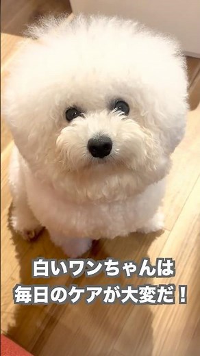 涙やけ対策は？ #ビションフリーゼ#涙やけ #おもしろ #犬のいる生活 #アフレコ #いぬ #エンタメ #癒し #ペット #可愛い