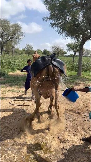 تم غسل الجمل بالماء الساخن في الحر الشديد