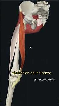 ANATOMÌA FUNCIONAL DEL MÙSCULO SARTORIO