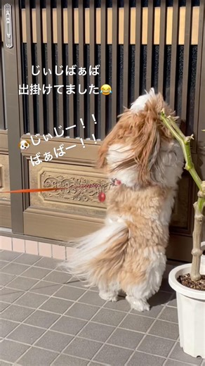 留守を信じたくない犬 #シーズー #犬のいる生活