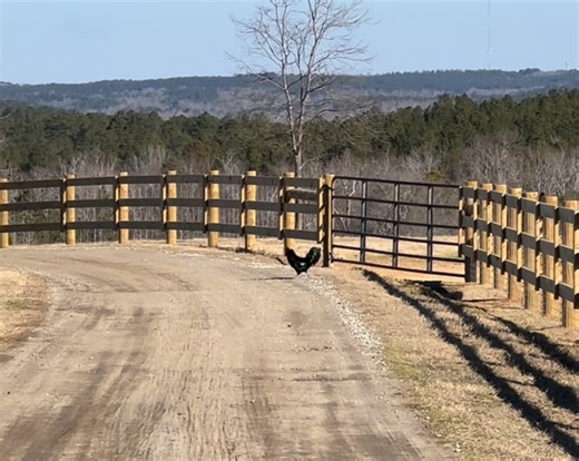 Frog Song Farm Sanctuary on Instagram: "Here it is! Mystery solved! 😂😂 Why did the chicken cross the road? To get his breakfast from a hot serving wench wearing sexy muck boots. 😜💋"