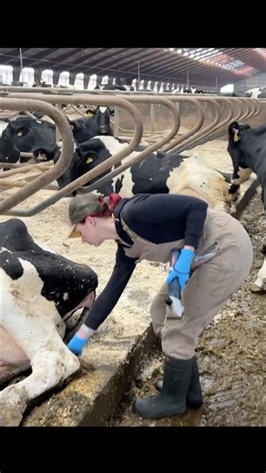 ✂️ Cow Cleanliness 101: Why Tail Haircut is Vital – Farm Girl Shows 🐄