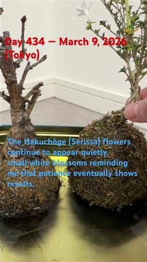 “Zebra”, Day 434 | Warm Tokyo Sun, Spring Approaching | Ibaraki → Istanbul Zen Journey