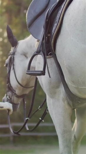 Enhance Your Horse's Health with EQU STREAMZ