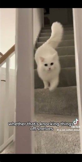 The Secret Chaotic Side of White Ragdoll Cats 🤍🐾