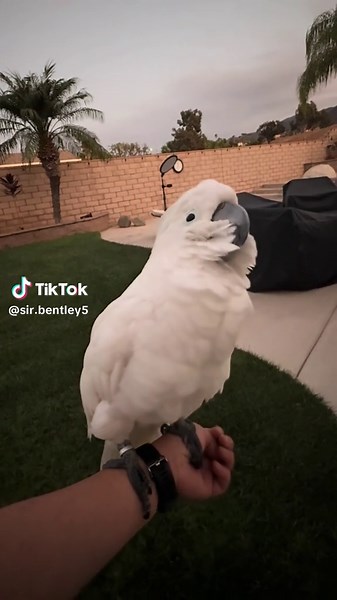 Silly Cockatoo Cracking Up with Funny Jokes