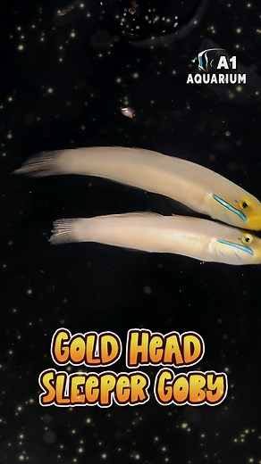 Gold Head Sleeper Goby  A peaceful marine sand-sifter that keeps...