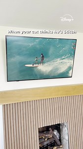 169K views · 221 reactions | Aaron's Animals on Reels | Facebook