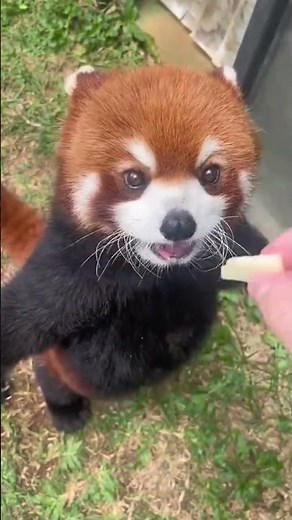 Red Panda Eating Cheese