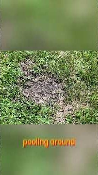 Dawn Dish Soap Lawn Hack Boost Water Absorption!
