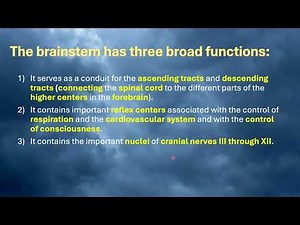 3 Brain stem (First part)