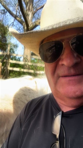 HammersmithFarms (@hammersmithfarms1)’s videos with original sound - HammersmithFarms