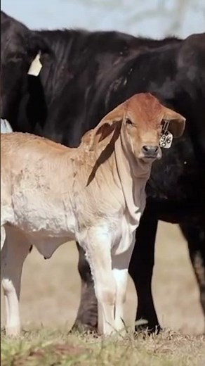 Born from a Champion #brahman #champion #cattle #cattlefarm #brahmanbull #v8 #cow #cute #cuteanimals