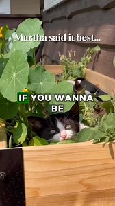 𝐒𝐮𝐜𝐜𝐞𝐬𝐬 𝐢𝐧 𝐭𝐡𝐞 𝐠𝐚𝐫𝐝𝐞𝐧 𝐬𝐭𝐚𝐫𝐭𝐬 𝐰𝐢𝐭𝐡 𝐪𝐮𝐚𝐥𝐢𝐭𝐲 𝐩𝐥𝐚𝐧𝐭𝐞𝐫𝐬 🪵 Certified Western Red Cedar 🌱 Chemical Free and Sustainable 🔧 Easy to Assemble ( ALL tools provided) 🥕 Promotes Healthier Plants ✅ Backed by 3-Year Warranty! Elevate Your Space Today! | Cedar Planters