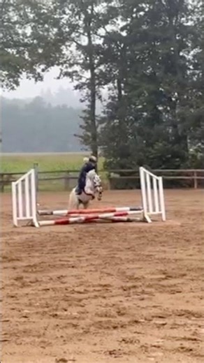 Jumping mode .. ON ✈️🔛 #harvey #throwback #horse #jumping #welshpony #jumpinghorse #equestrian