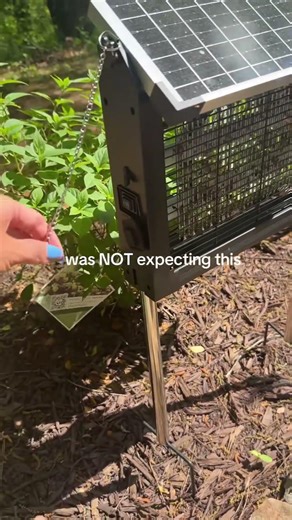 She Stopped Using Pesticides After Getting This Solar Bug Zapper