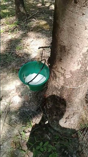 Look at the rubber movie first!!! Is it right or wrong to think about this type of rubber?