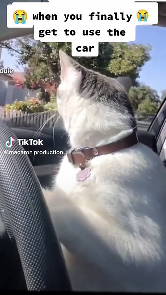 Adorable Cat Driving a Car Video
