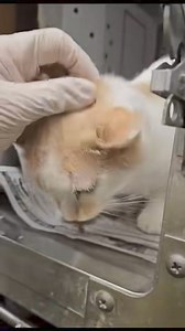 37 reactions | Fuzzy A276826 Female / Adult cat / B83 Owner...