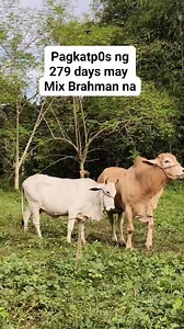 260K views · 975 reactions | Brahman #cows #ganador #livestock #livestockfarming #farmlife #farming #farmingtips #viralreelsシ #trendingreel #fypシ゚ #trend | Jasmin Trinidad | Facebook