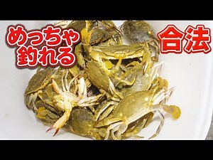港で激美味なカニを釣りまくる超簡単な釣り方がコレ ワタリガニ釣りの方法【リメイク】