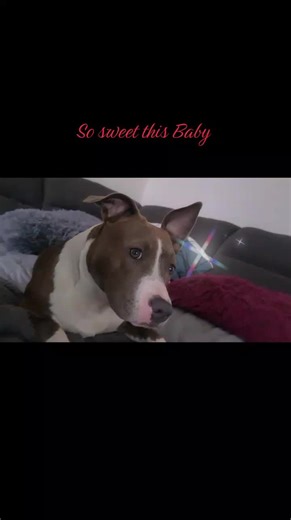 Outlawz ft Jessy (@mario_essig)’s videos with Song for My Dog - Leslie Mosier & Doug The Pug