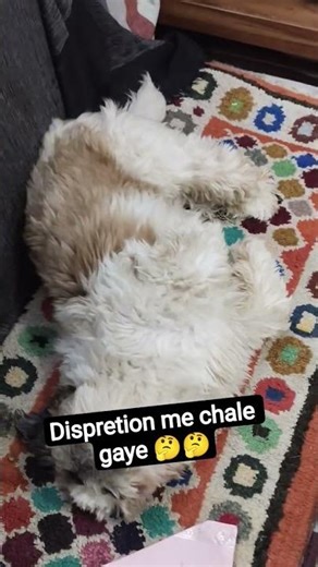 dispersion me chale gaye 🤔#youtube #hindi #youtubeindia #youtubeshorts #pet #cute#dogshorts 🤔