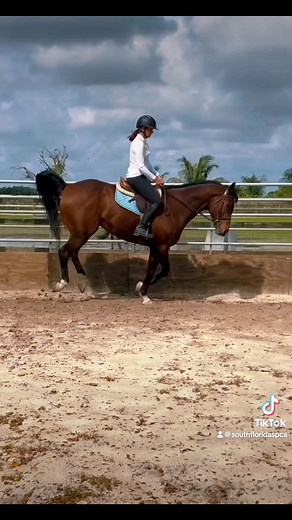 🌟DARBY - AVAILABLE FOR ADOPTION🌟This handsome 6-year-old OTTB gelding is available for adoption at the South Florida SPCA!🐴➡️Darby has been trail ridden, taken on beach rides and horse shows. He has jumped but will need a refresher. Darby is best suited for an experienced handler due to his pushy nature on the ground. 🐎Darby came to us in connection with the Thoroughbred Aftercare Alliance an amazing organization that supports us through retraining and rehabilitating off-track thoroughbreds,