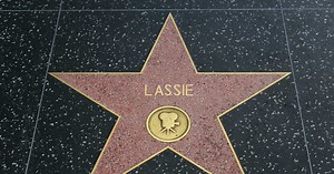 Lassie : portrait d'une chienne star de cinéma
