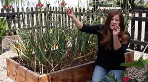 153K views · 3.9K reactions | Harvesting Garlic ‍ | Garden Answer | Facebook