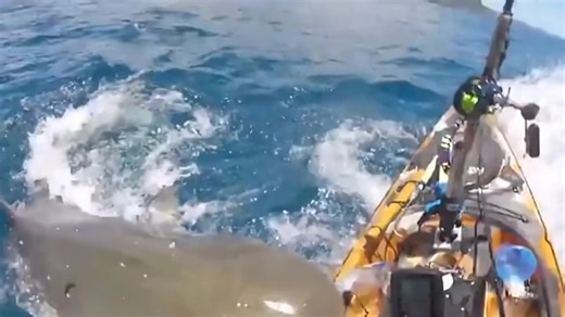 A considerable monster tiger shark attacks a kayaker and clenches its jaws on the boat in terrifying footage.. 👇👇👇 Details in the comments | Life Is Weird