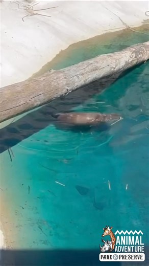 This forecast calls for one thing: POOL DAY!☀️ Many of our animals have their own personal swimming pools to help with staying cool on these hotter summer days! Not only does this help ‘beat the heat’ and regulate body temperature, it also creates opportunities for aquatic enrichment and…in Bao and Ming’s case…extra brotherly splashing shenanigans! Who knows what kind of water works await during your visit today! DRAFTS WITH GIRAFFES: the biggest party of the summer returns this Saturday (6/22) 